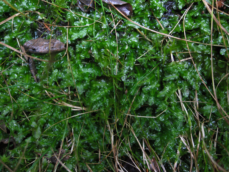 Pallavicinia lyellii